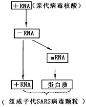 乙肝病毒p区突变点检测_基因定点突变技术过程_点突变技术