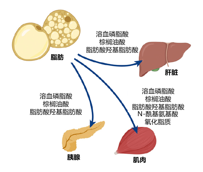 黄斑中心凹的细胞是_细胞代谢中心_黄斑中心凹的细胞组成