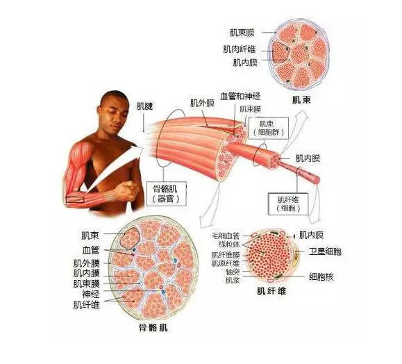 类固醇与健美_类固醇健美运动员_健美注射类固醇