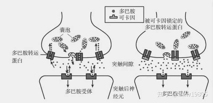 多巴胺分泌失调_多巴胺分泌_性激素分泌失调